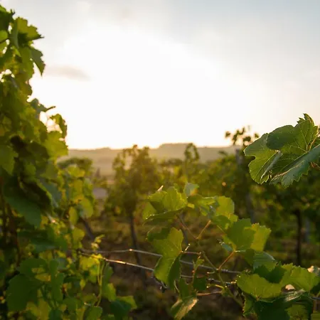 Nitsch - Gaestehaus Nitsch